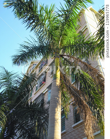 棕櫚樹和公寓大樓 119965778