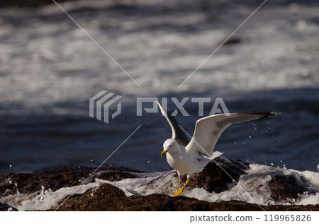 Yellow-legged gull balancing in the waves. 119965826