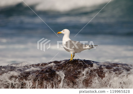 Yellow-legged gull Larus michahellis atlantis. Yellow-legged gull Larus michahellis atlantis. 119965828
