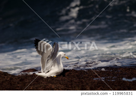 Yellow-legged gull opening its wings. 119965831