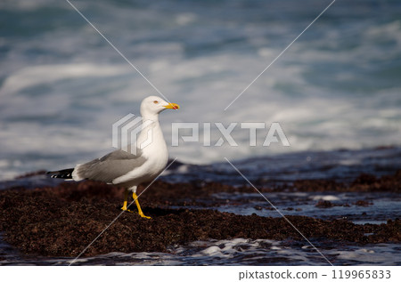 Yellow-legged gull Larus michahellis atlantis. Yellow-legged gull Larus michahellis atlantis. 119965833