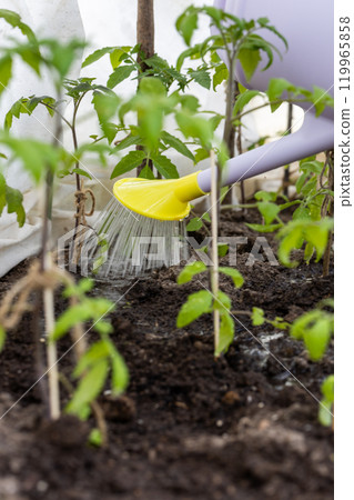 Watering seedling tomato plant in greenhouse garden Watering seedling tomato plant in greenhouse garden 119965858