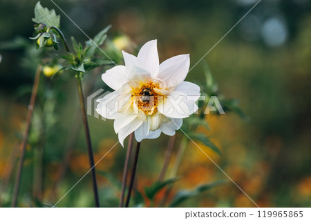Close up of dahlia flower and bumblebee in garden Close up of dahlia flower and bumblebee in garden 119965865