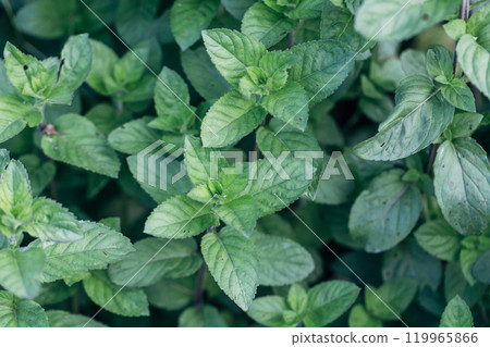 Green Mint Plant Grow Background. Green Mint Plant Grow Background. 119965866