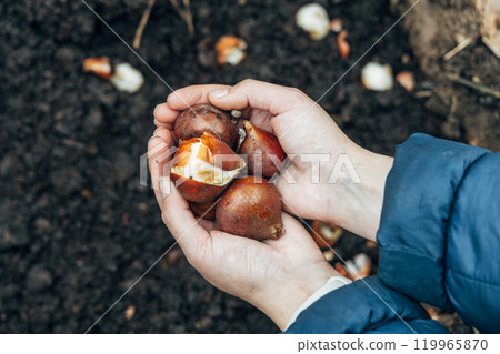 hands holding tulip bulbs before planting them in the ground 119965870