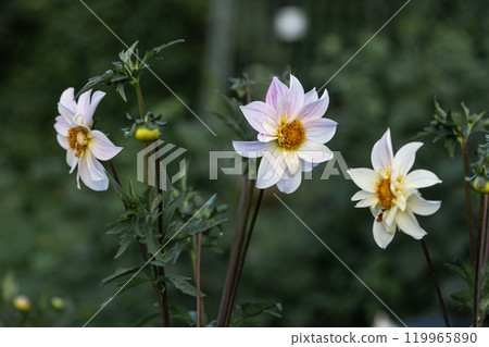 Close up of dahlia flower and bumblebee in garden Close up of dahlia flower and bumblebee in garden 119965890