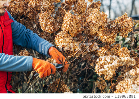 A gardener wearing gloves trims wilted hydrangea flowers before winter A gardener wearing gloves trims wilted hydrangea flowers before winter 119965891