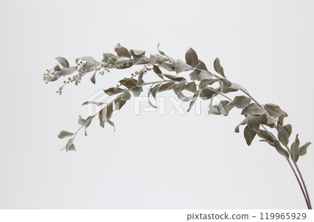 銀葉乾燥花 銀葉乾燥花 119965929