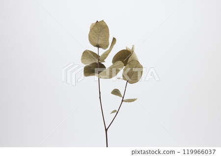 Eucalyptus dried flowers 119966037
