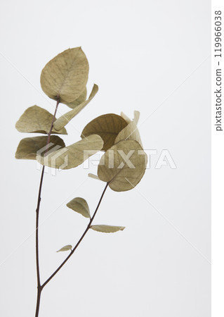 Eucalyptus dried flowers Eucalyptus dried flowers 119966038