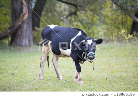 A cow in a meadow is grazing. Cow on the grass 119966199