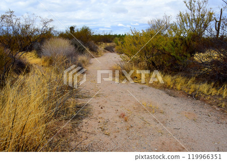 Arizona Desert Arroyo 119966351