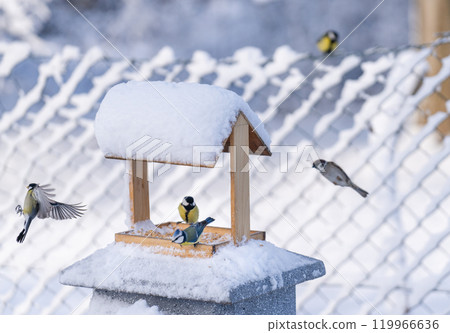 Outdoor feeder for winter feeding of wild birds Outdoor feeder for winter feeding of wild birds 119966636