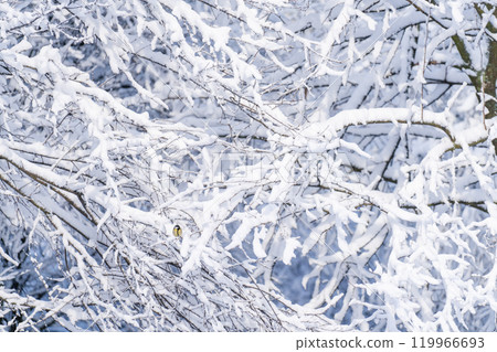 Snow covered trees. Winter forest 119966693