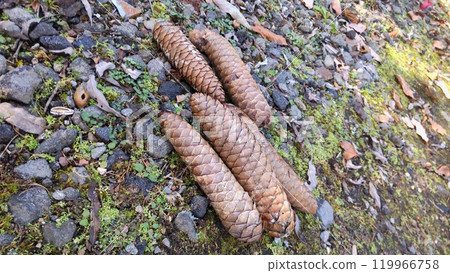 Pinecone Pinecone 119966758