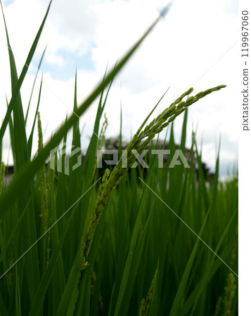 Early summer rice Early summer rice 119967060