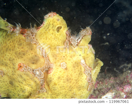 黃蛙 黃蛙 119967061