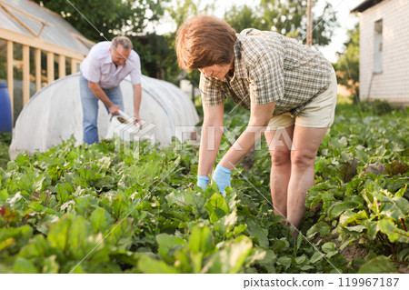 Elderly man and woman gardeners working on the land in the garden Elderly man and woman gardeners working on the land in the garden 119967187