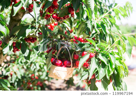 Still life of cherries in wicker basket in garden Still life of cherries in wicker basket in garden 119967194