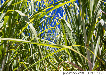 Sugar Cane 119967430