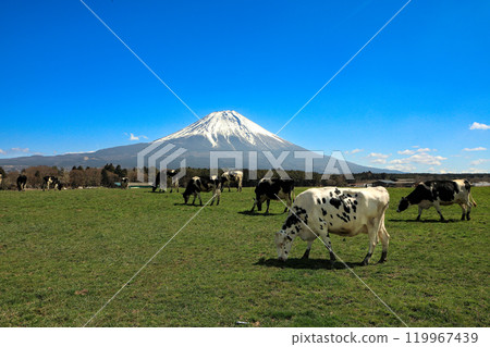 Cows from Asagiri Kogen Ranch and the majestic view of Mt. Fuji, Fujinomiya City, Shizuoka Prefecture 119967439