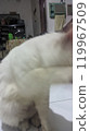 dog in veterinary clinic 119967509