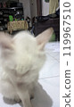 dog in vet clinic for a dog 119967510