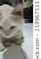 Cst in vet clinic for a cat 119967511