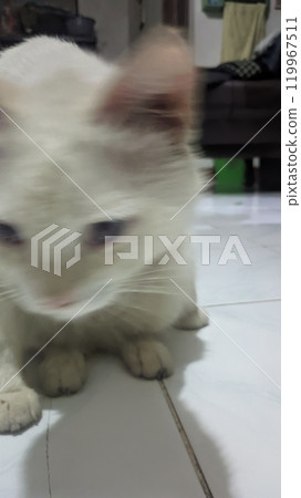 Cst in vet clinic for a cat 119967511