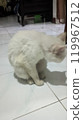 the owner of the owner is standing at the window 119967512