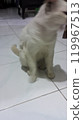 white fluffy cat in a white room 119967513