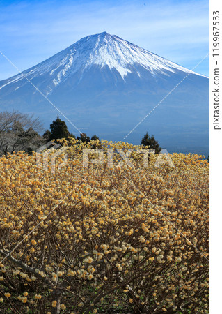 Mitsumata field in full bloom at Shiraito Falls Natural Park and Mt. Fuji, Fujinomiya City, Shizuoka Prefecture Mitsumata field in full bloom at Shiraito Falls Natural Park and Mt. Fuji, Fujinomiya City, Shizuoka Prefecture 119967533