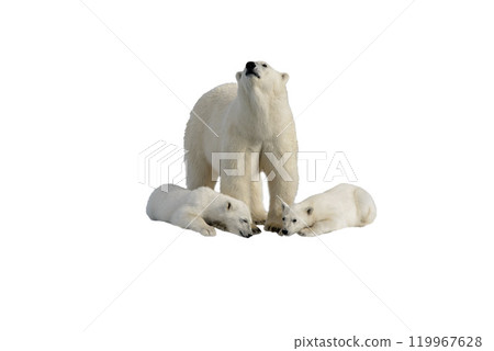 Wild polar bear (Ursus maritimus) mother and cubs isolated on white background Wild polar bear (Ursus maritimus) mother and cubs isolated on white background 119967628