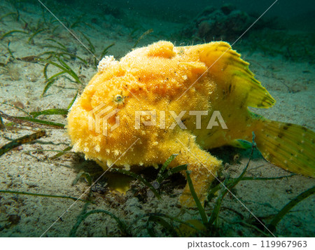 Yellow Giant Frogfish, Antennarius commerson, Puerto Galera, Philippines Yellow Giant Frogfish, Antennarius commerson, Puerto Galera, Philippines 119967963