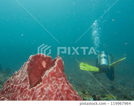 A scuba diver is blowing air bubbles and while swimming past a giant barrel sponge underwater 119967964