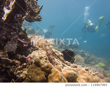 A group of divers blowing air bubbles swim past beautiful corals underwater 119967965