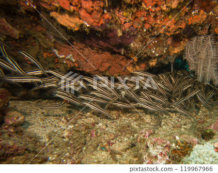 Juvenile Plotosus lineatus or striped eel catfish at a scuba dive in Puerto Galera, Philippines 119967966