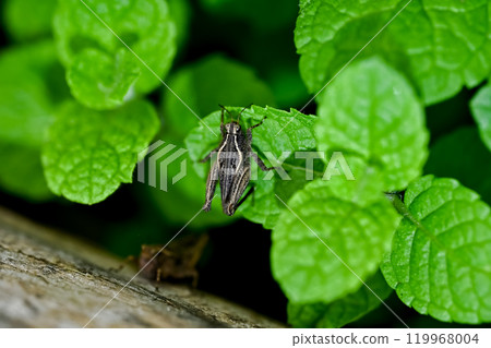 蝗蟲 蝗蟲 119968004