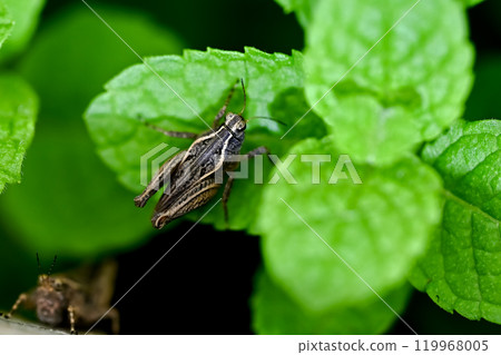 Grasshopper 119968005