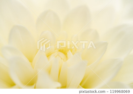 Petals/Dahlia background material 119968069