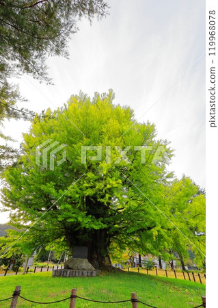 古町的大銀杏樹，樹齡超過 800 年 / 福島縣南會津郡 119968078