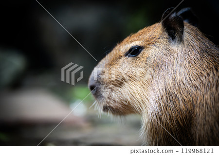 capybara, cormorant, bird 119968121