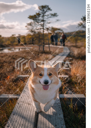 Happy corgi standing on a wooden pathway surrounded by nature during a sunny afternoon 119968194