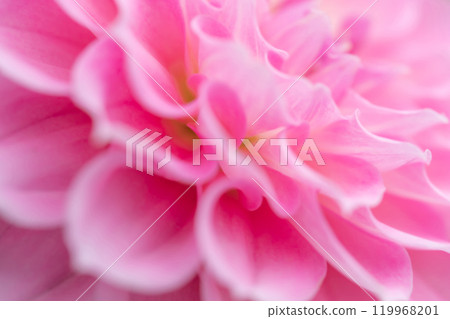 花瓣/大麗花背景素材 花瓣/大麗花背景素材 119968201