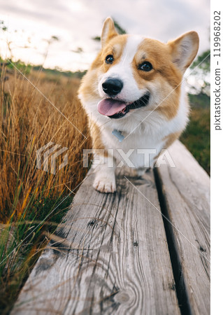 A happy corgi walks along a rustic wooden path in a grassy field during golden hour 119968202