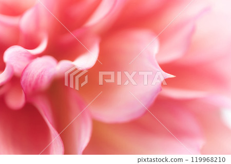 花瓣/大麗花背景素材 119968210