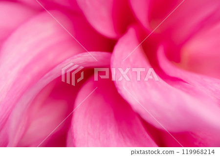 Petals/Dahlia background material Petals/Dahlia background material 119968214
