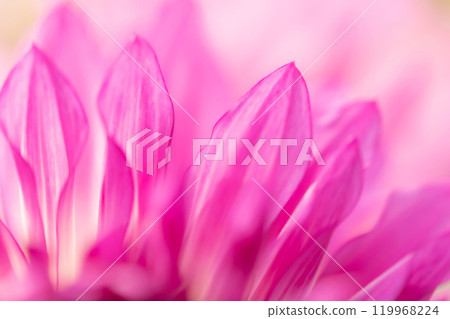 Petals/Dahlia background material 119968224