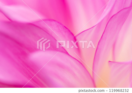 花瓣/大麗花背景素材 119968232