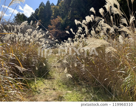 Autumnal day and Susuki Autumnal day and Susuki 119968310